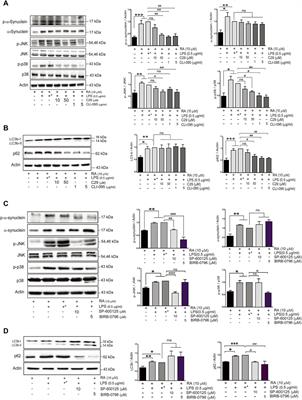 Neuroinflammation Upregulated Neuronal Toll-Like Receptors 2 and 4 to Drive Synucleinopathy in Neurodegeneration